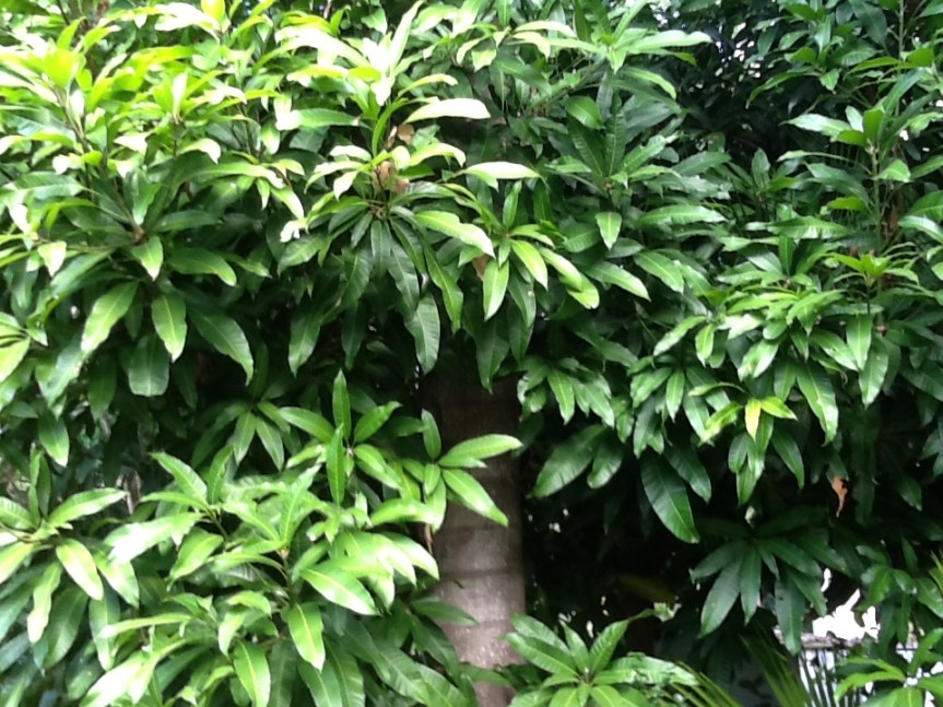 Mango Tree