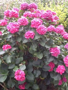 Hydrangers in bloom all over France