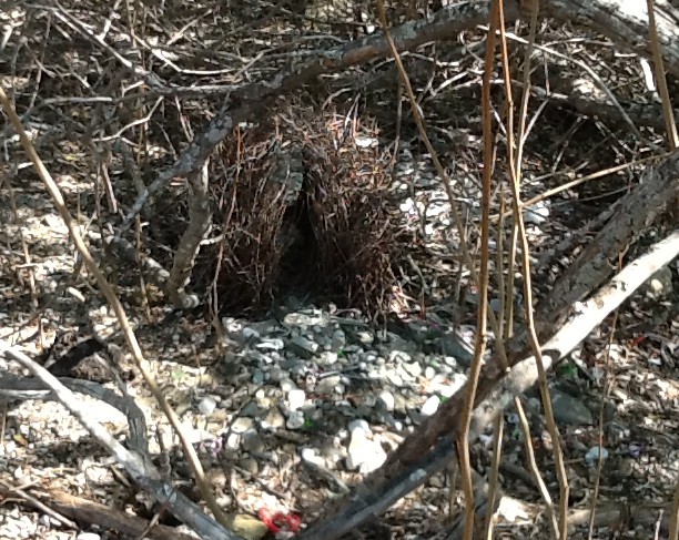 Bower Bird's Bower