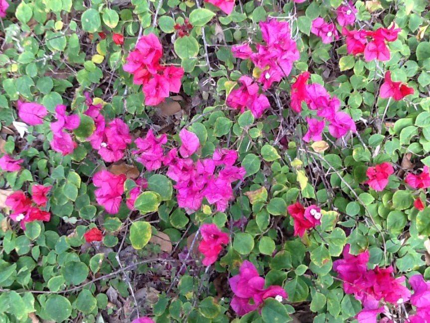 Boganvillia